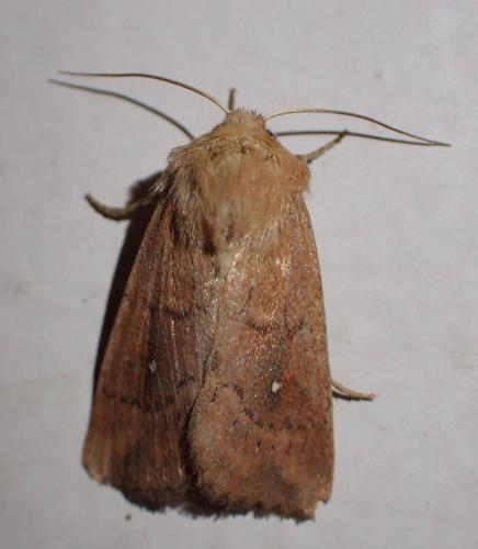 Réf. 266 374 : Mythimna albipuncta